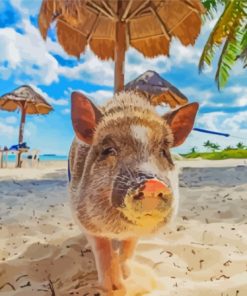 Pig In Bahama Diamond Painting