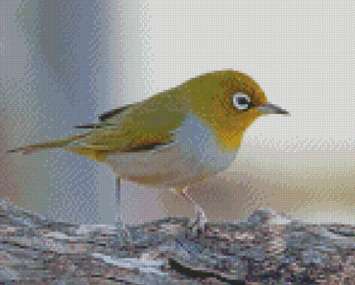 Aesthetic Silvereye Bird Diamond Painting