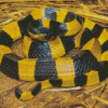 Banded Krait Snake Diamond Painting