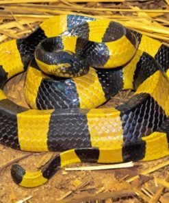 Banded Krait Snake Diamond Painting