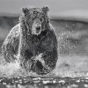 Black And White Bear Wildlife Diamond Painting