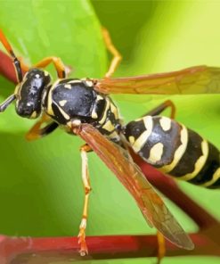 Close Up Yellow Jacket Wasp Diamond Painting