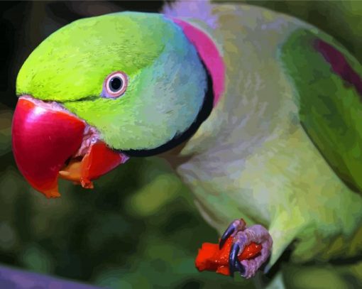 Close Up Alexandrine Parakeet Eating Diamond Painting