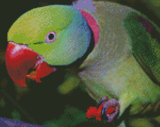 Close Up Alexandrine Parakeet Eating Diamond Painting