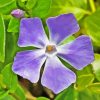 Close Up Periwinkle Purple Flower Diamond Painting