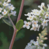 Close Up White Aloysia Diamond Painting