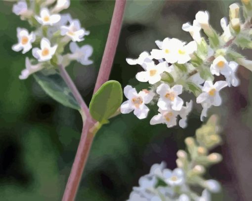 Close Up White Aloysia Diamond Painting