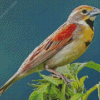 Dickcissel Bird Diamond Painting