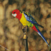 Eastern Rosella Diamond Painting