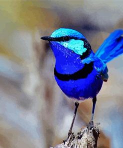 Fairy Wren Bird Diamond Painting