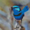 Fairy Wren Bird Diamond Painting