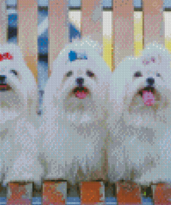 Maltese Puppies Dogs Diamond Painting