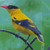 Old World Orioles Diamond Painting