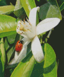 Orange Blossom Flower With Ladybug Diamond Painting