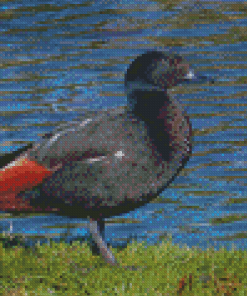 Paradise Shelduck Diamond Painting