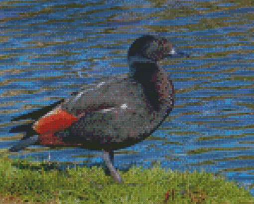 Paradise Shelduck Diamond Painting