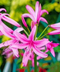 Pink Nerine Flowering Plants Diamond Painting