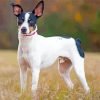 Rat Terriers Puppy Diamond Painting