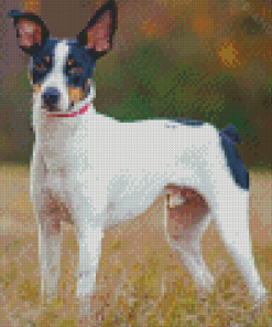 Rat Terriers Diamond Painting