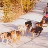 Sled Dogs Diamond Painting