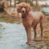 Standard Poodle Diamond Painting