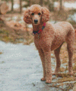 Standard Poodle Diamond Painting