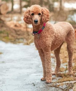 Standard Poodle Diamond Painting