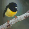 Tomtit Bird Diamond Painting