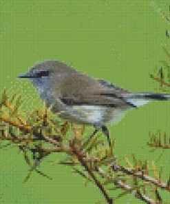 Aesthetic Grey Warbler Diamond Painting