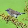 Aesthetic Grey Warbler Diamond Painting