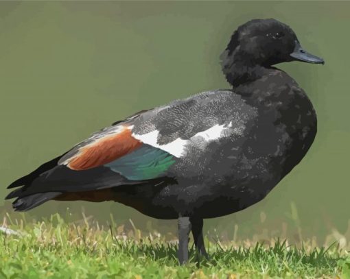 Black Paradise Shelduck Diamond Painting