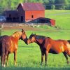 Brown Horse In Farm Diamond Painting