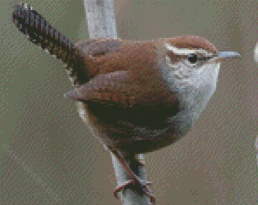 California Wren Diamond Painting