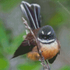 Cute New Zealand Fantail Diamond Painting