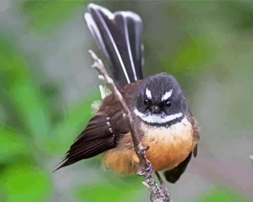 Cute New Zealand Fantail Diamond Painting