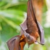 Giant Golden Crowned Flying Fox Hanging In Tree Diamond Painting