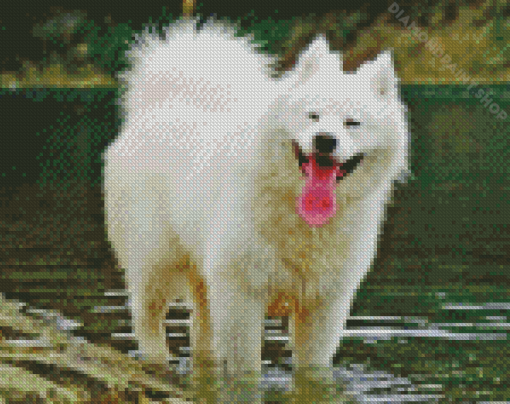 Happy Samoyed Diamond Painting