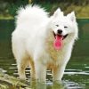 Happy Samoyed Diamond Painting