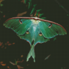 Luna Moth Diamond Painting