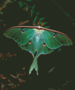 Luna Moth Diamond Painting