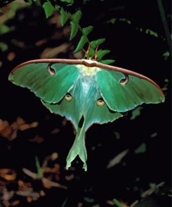 Luna Moth Diamond Painting