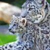 White Leopard And Her Baby Diamond Painting