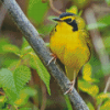 Yellow Kentucky Warbler Diamond Painting