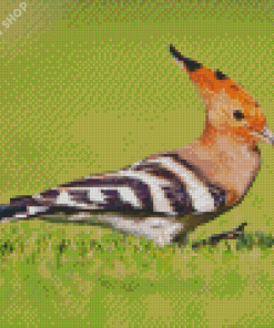 Aesthetic The Hoopoe Diamond Painting