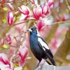 Australian Magpies With Pink Tree Diamond Painting