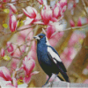 Australian Magpies With Pink Tree Diamond Painting