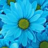 Blue Daisies Diamond Painting