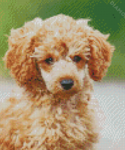 Corgi Poodle Puppy Diamond Painting