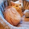 Cute Fluffy Blonde Cat Diamond Painting