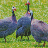 Guineafowls Diamond Painting